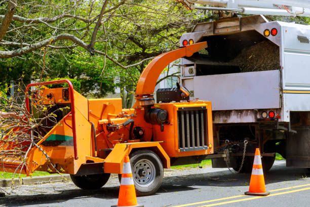 How Our Tree Care Process Works  in  Jennerstown, PA